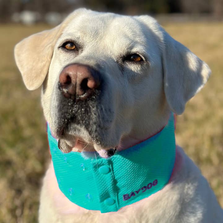 BAYDOG – Engroshandel Halsbånd - Hund – Arctic Bay kølehalsbånd til hunde2