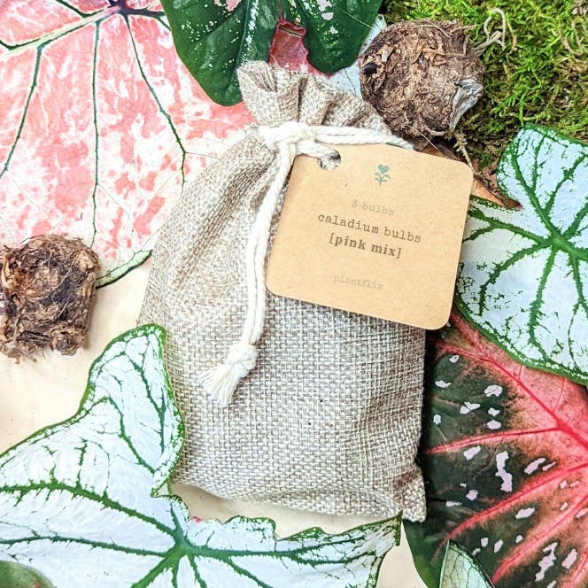 Caladium Mix Bulbs for wholesale by Plantflix