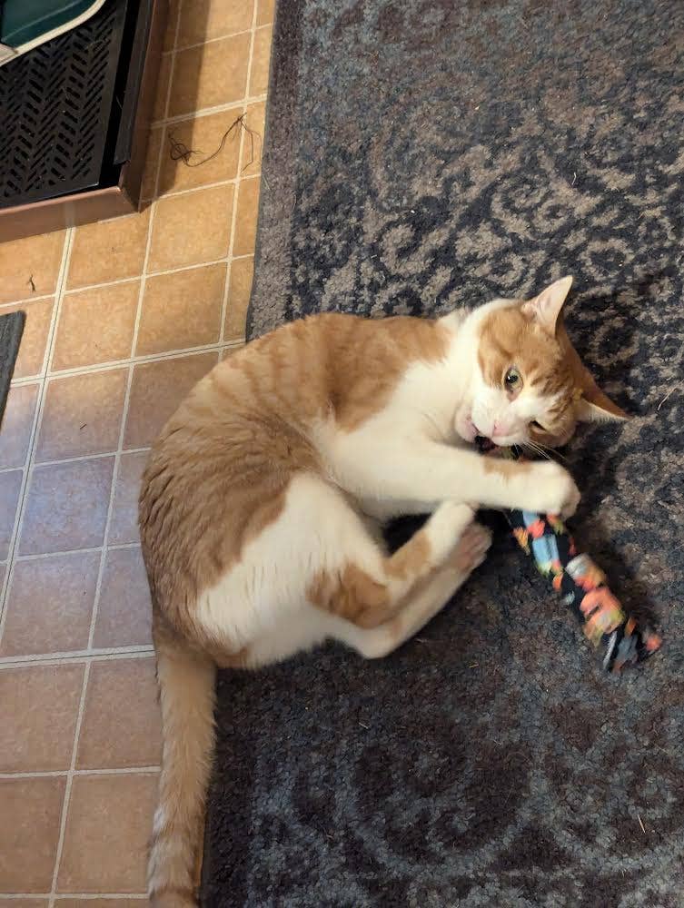 Best Friend Supplies Co - Wholesale Pet Toy - Cat - Scrap Fabric Catnip Toys5