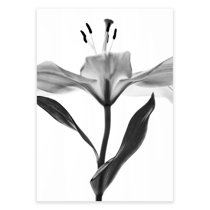 Monokromt öppet Lilly botaniskt tryck för wholesale av Ellisimo