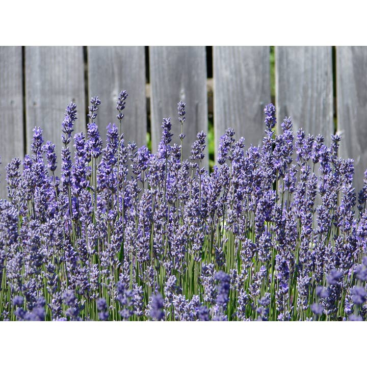 z Cartão de Saudação Fotografia Flor Lavanda_01 por atacado de PhotoWord Art