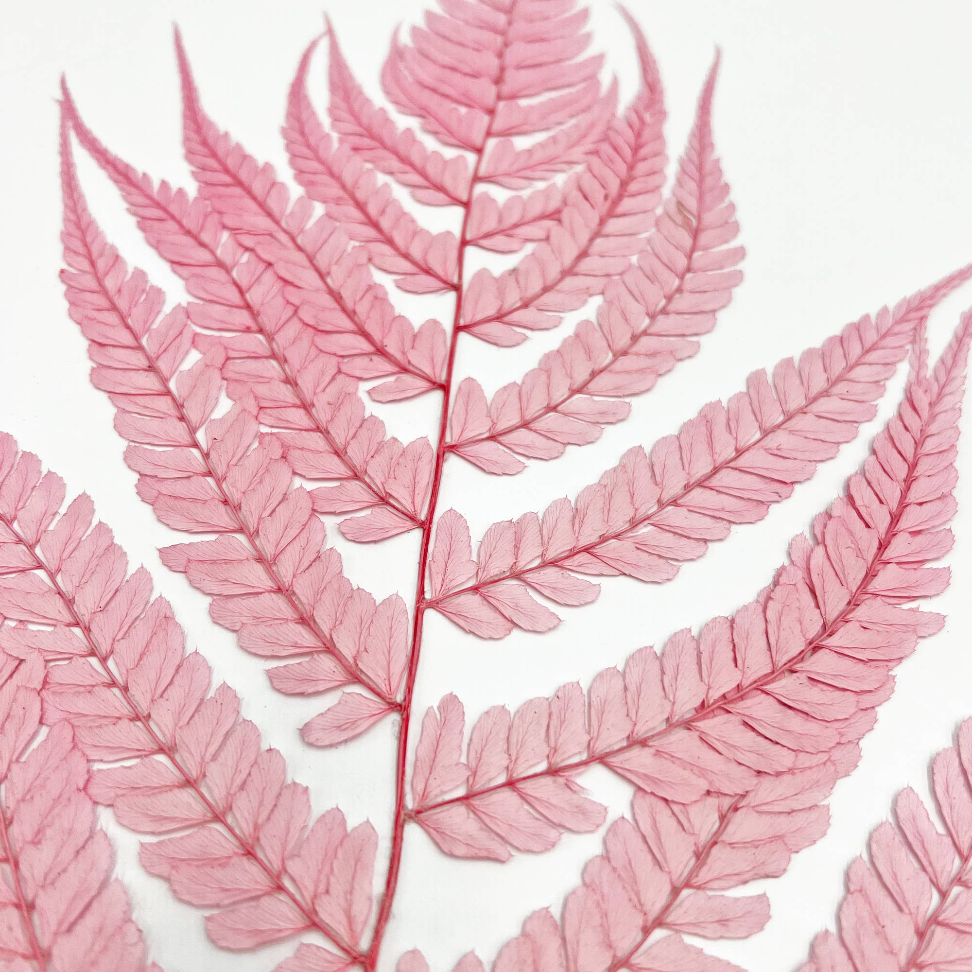 2626 Designs - Wholesale Dried/Pressed Flowers - Dried Preserved Fern 14"0