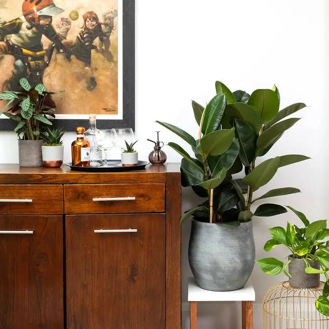 The Little Botanical – wholesale Live plant – XL Ficus Elastica (Rubber Plant)5