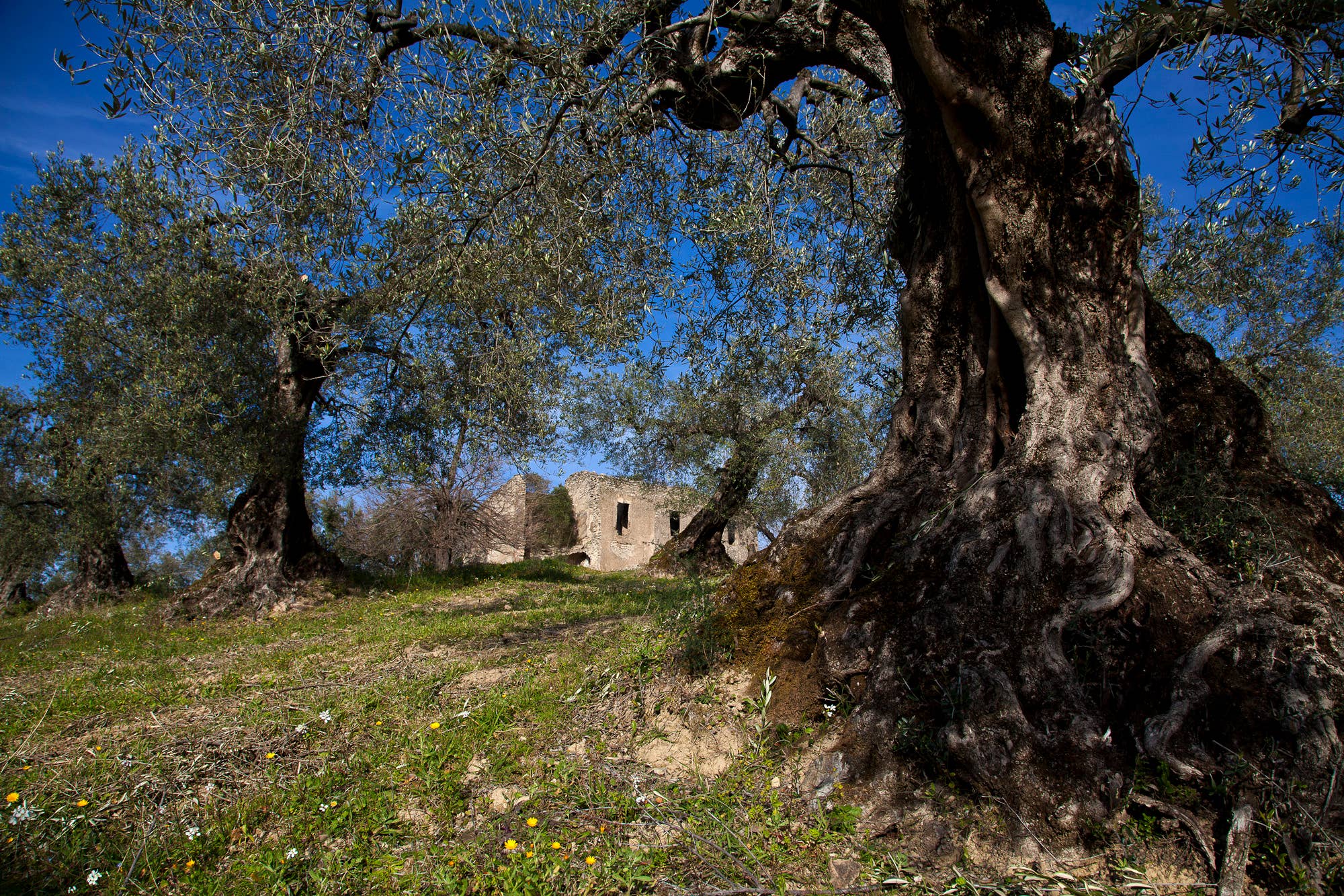 SAPORE DELLA VITA LLC - Wholesale Olive Oil - USDA Organic First Cold Pressed Extra Virgin Olive Oil2