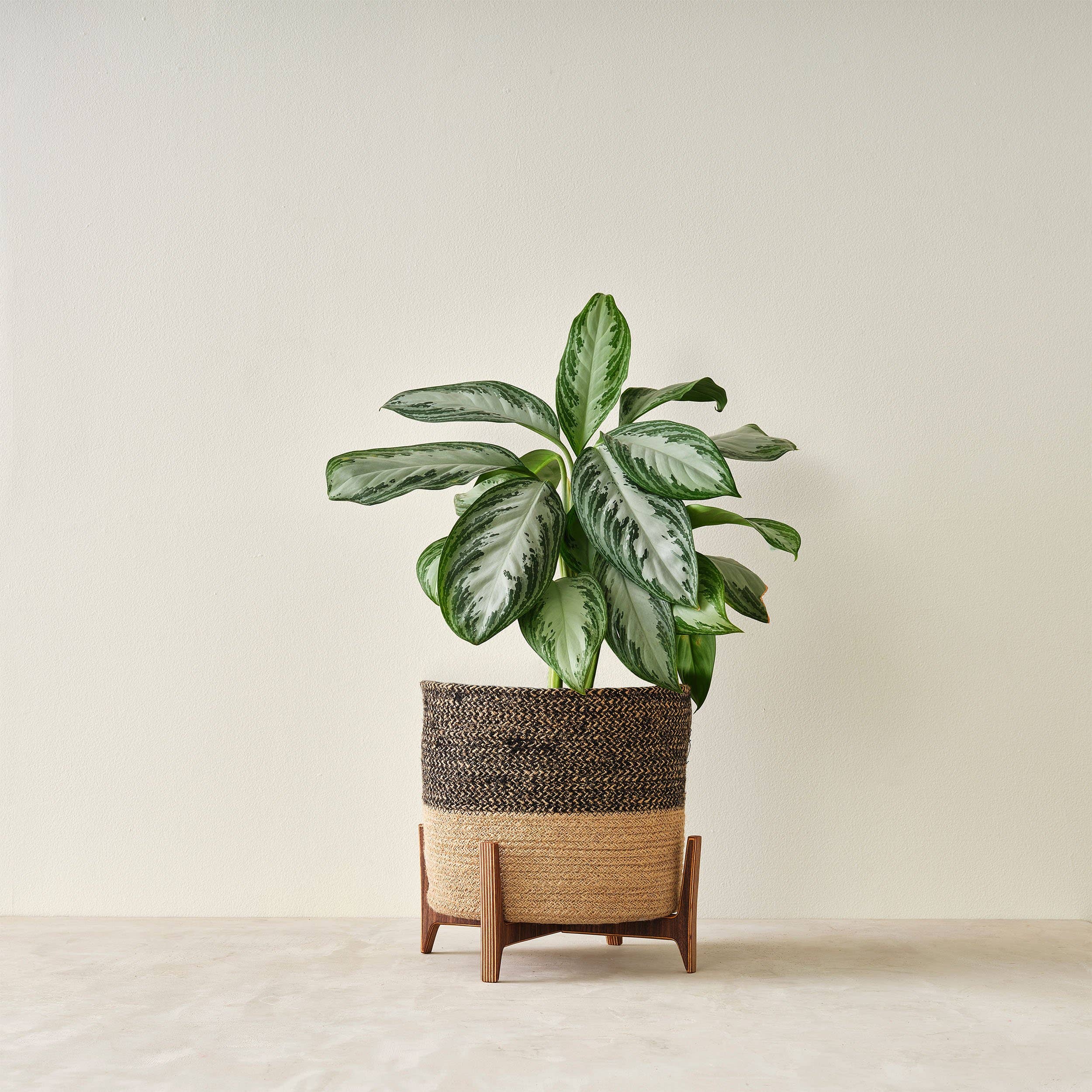 Relic Modern™ | Furniture & Objects - Wholesale Plant Pot Stand - Minimalist Walnut Plant Stand - (4", 6", 8", 10", 12")3
