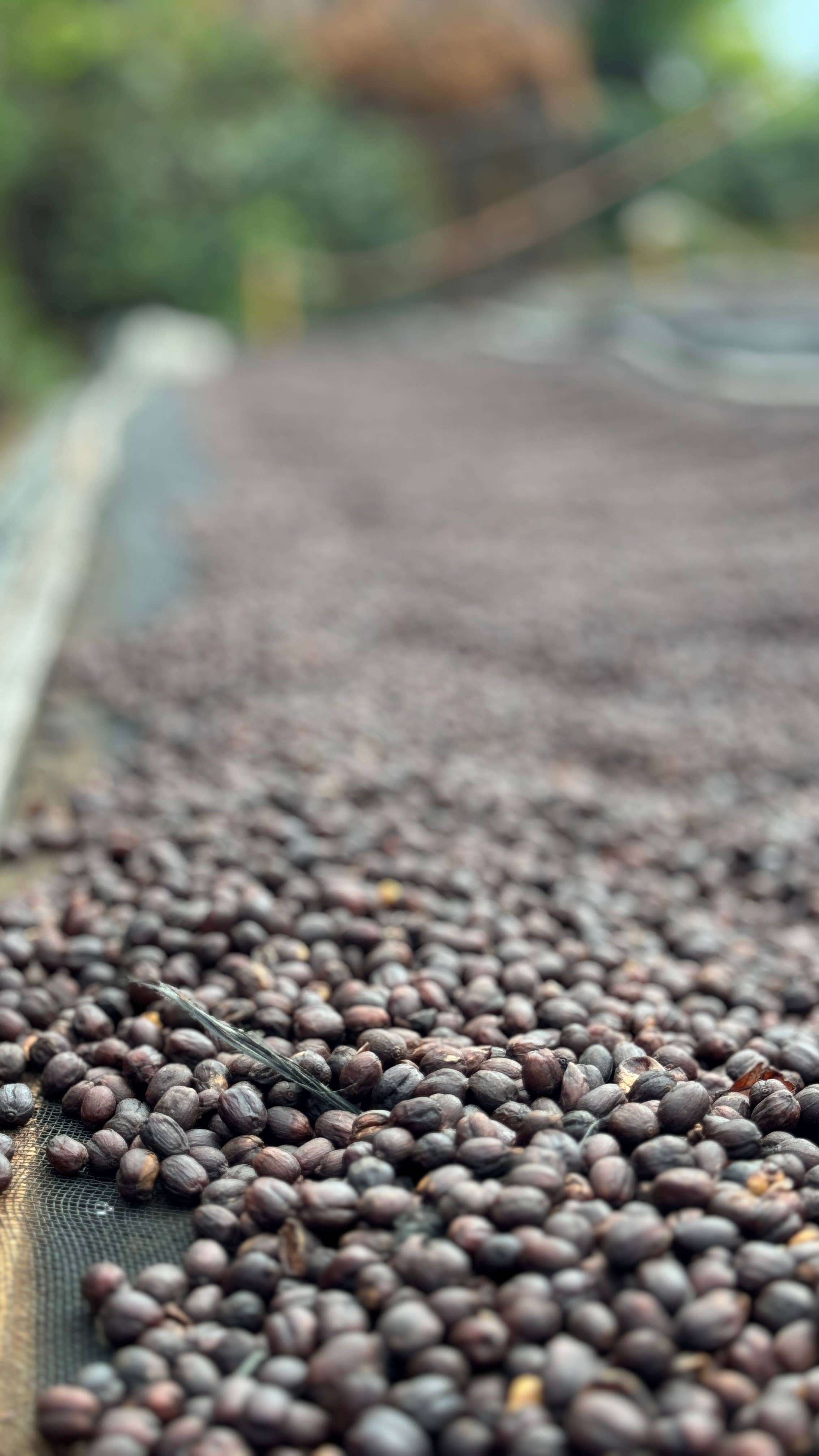 De la Sierra Café - Wholesale Coffee Beans - Caturra Washed - Peru1