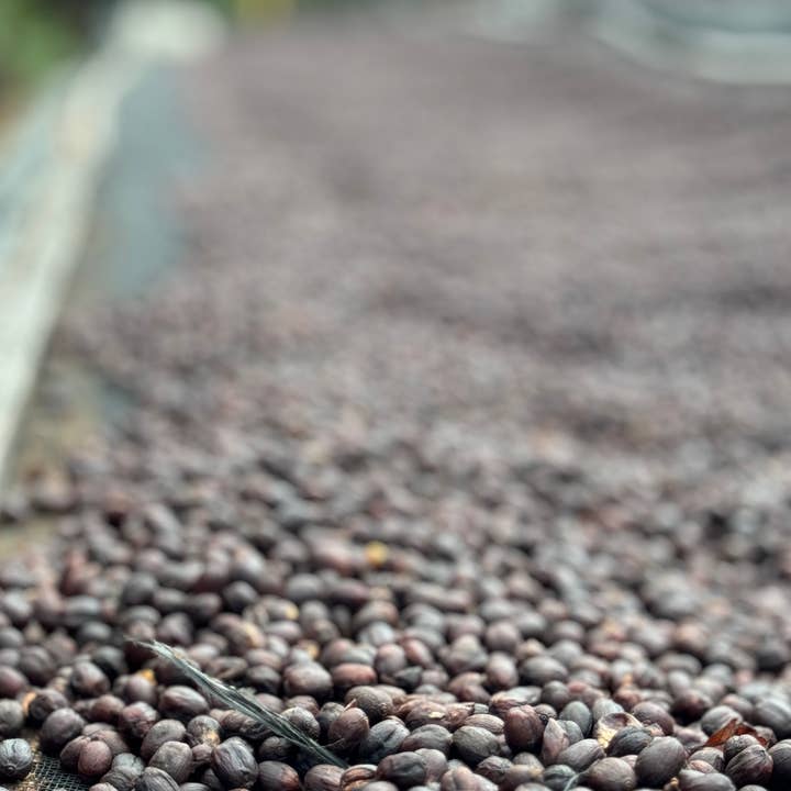 De la Sierra Café - Wholesale Coffee Beans - Caturra Washed - Peru1