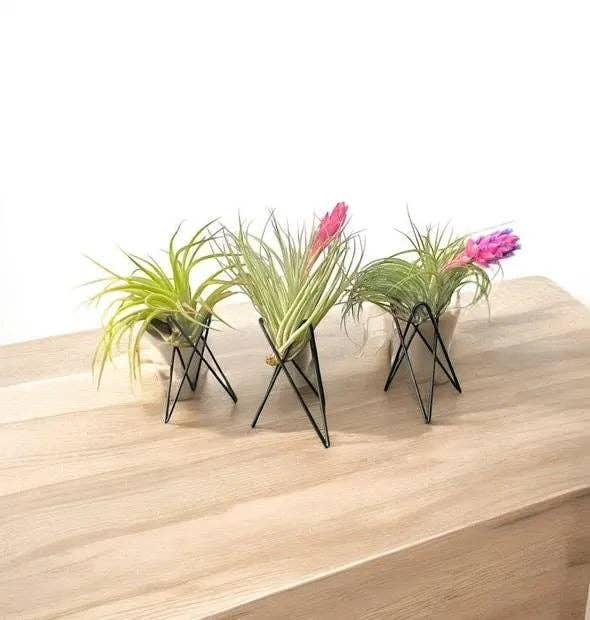 Airplant Direct – wholesale Krukstativ – Geometrisk luftväxtställ – Modern metallväxthållare med levande tillandsia – Minimalistisk dekoration för skrivbord eller hylla1