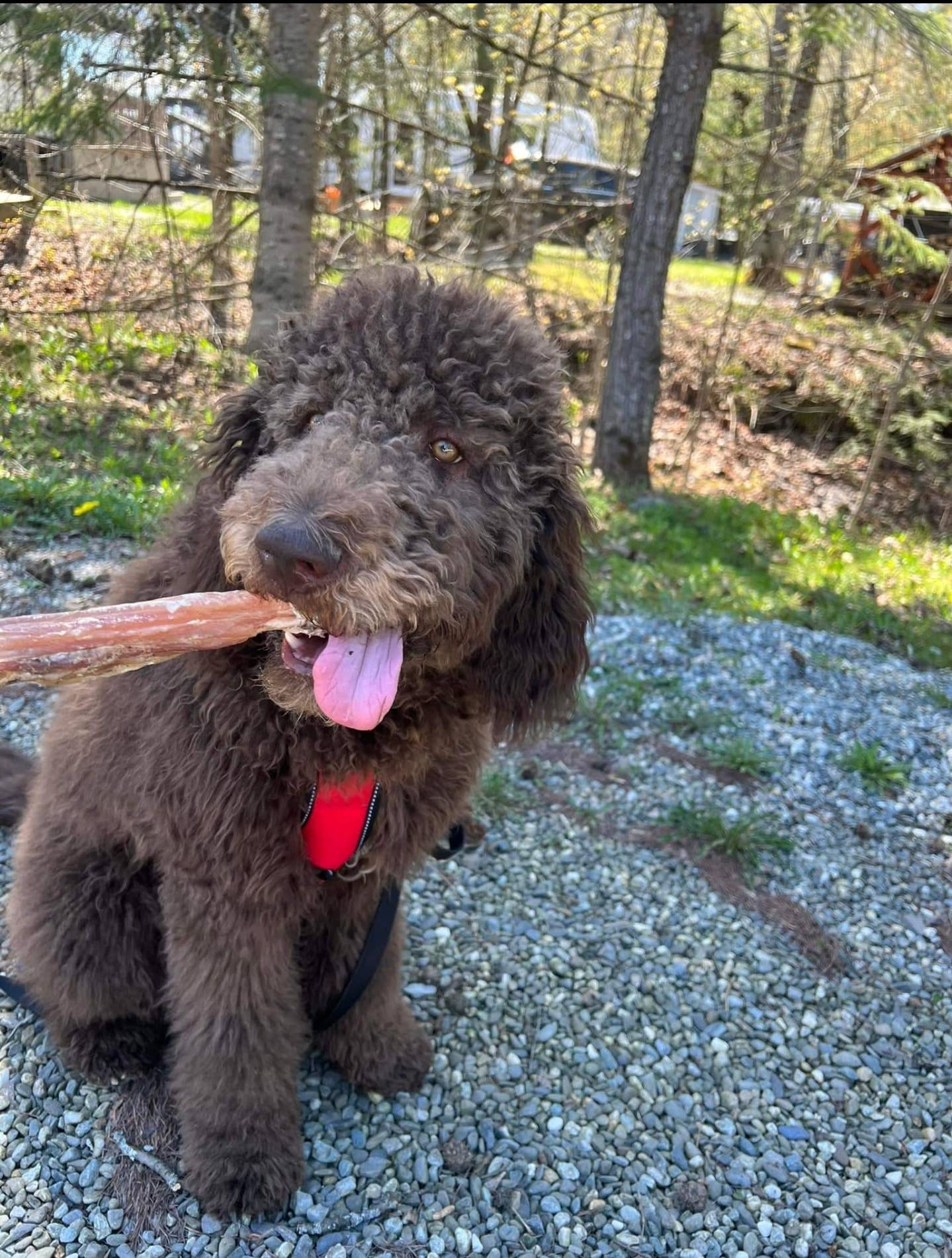 Dibo Pet Foods - Wholesale Pet Treats - Dog - Bully Stick – Low Odor Pizzle – STANDARD - 12"5