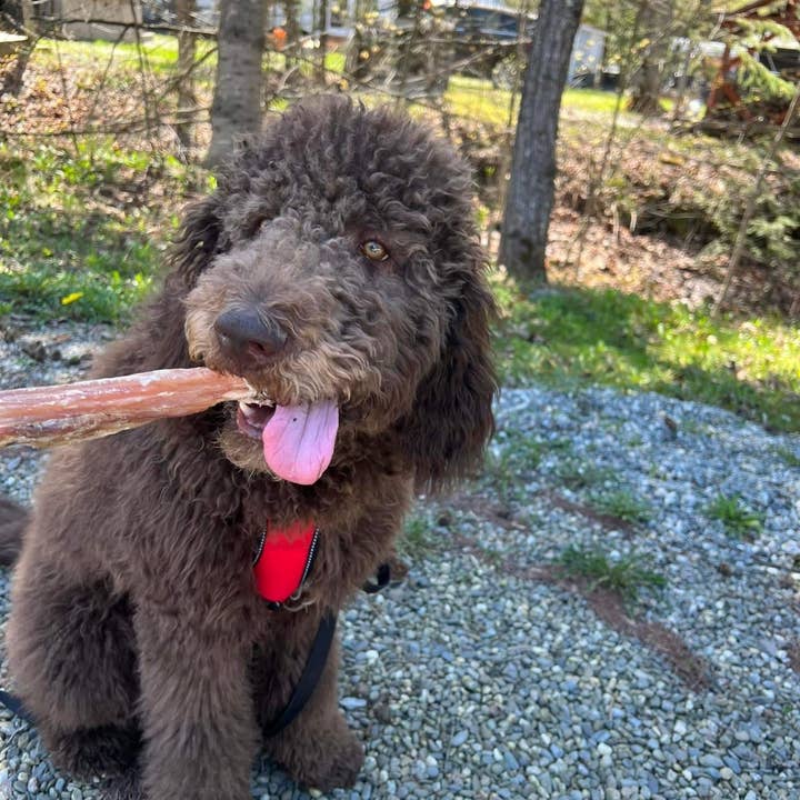 Dibo Pet Foods - Wholesale Pet Treats - Dog - Bully Stick – Low Odor Pizzle – STANDARD - 12"5