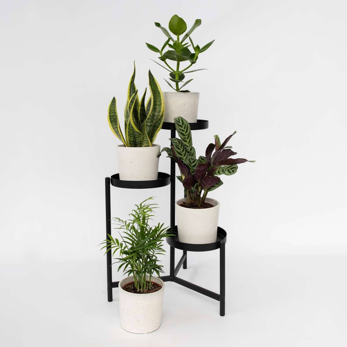 Oasis of Life - Wholesale Live Plant - Houseplant Set – 4 Plants – Height 25–40cm – Ø12cm – Easy-care Green Plants for Home & Office – Ideal for Beginners – Air-purifying & Decorative5