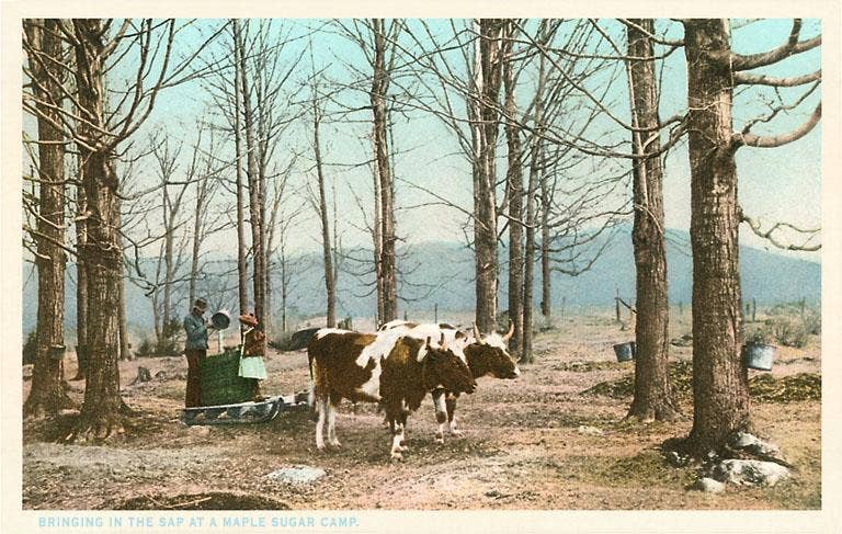 Found Image Press - Wholesale Postcard - Postcard VT-60 Oxen at Maple Sugar Camp0