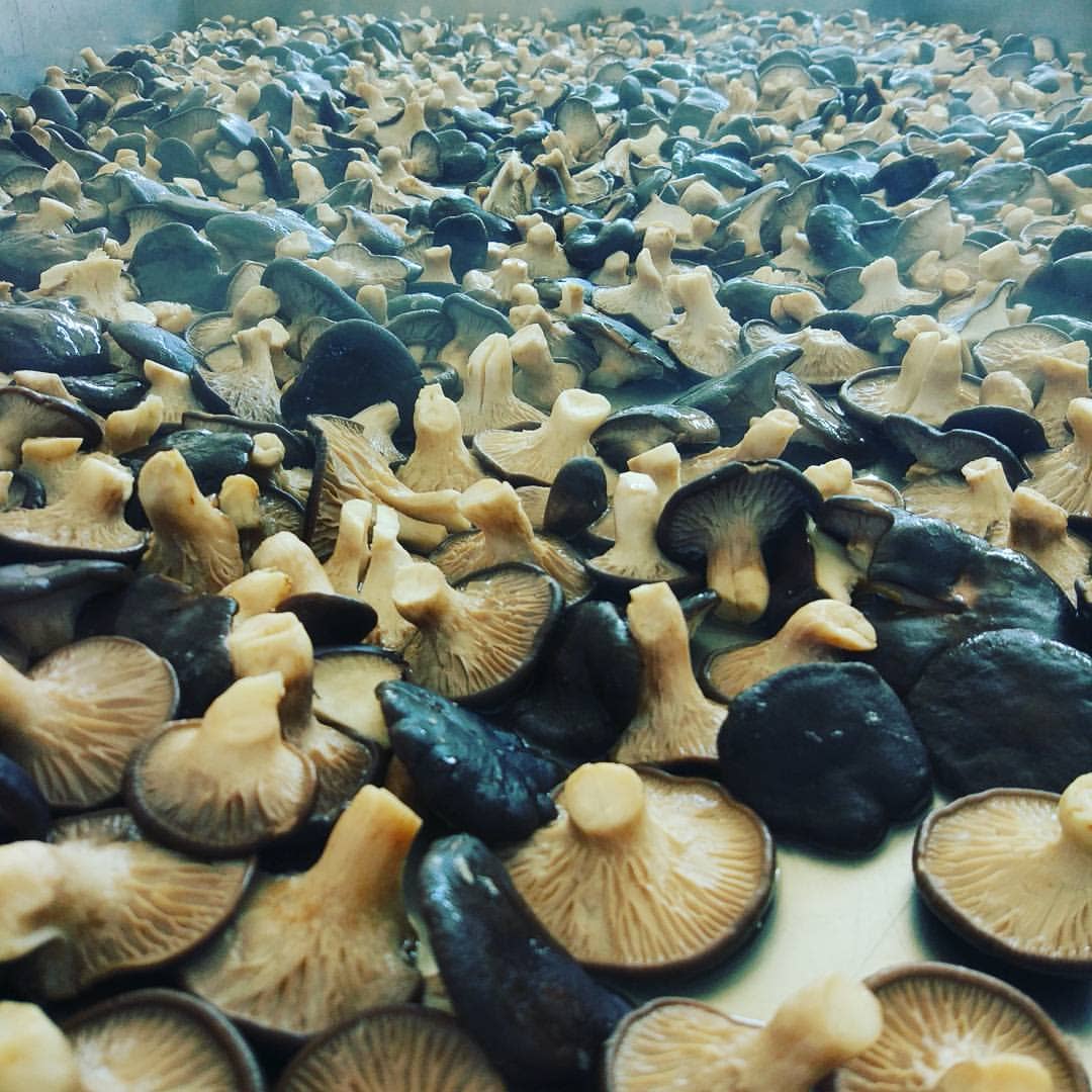 Sapori di Casa - Wholesale Pickled Vegetables - Cardoncelli mushrooms in extra virgin olive oil without preservatives1