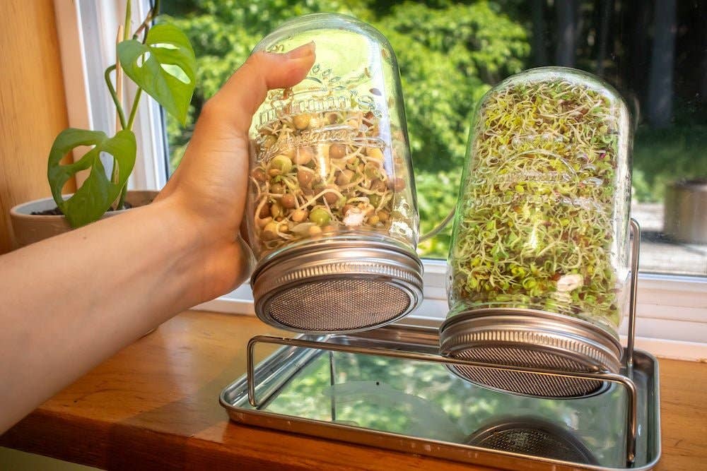 Sproutman - Wholesale Zaadjes voor platten - Starterkit met dubbele pot voor kiemen kweken1