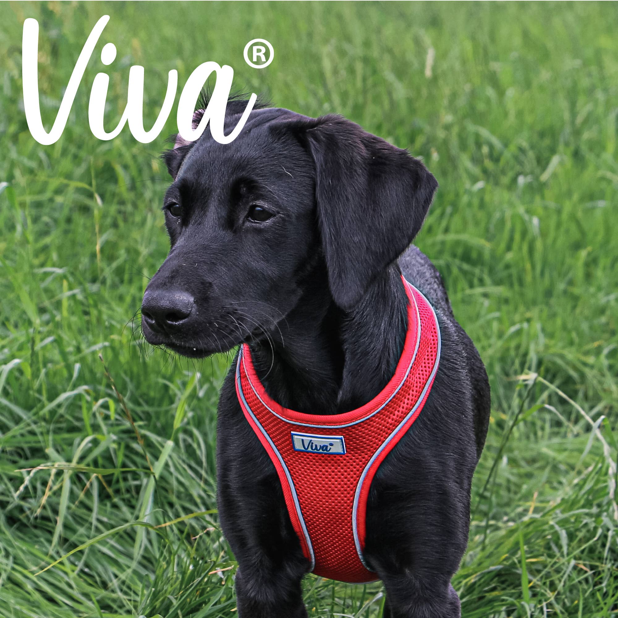 Ancol Pet Products Ltd – Engroshandel Kæledyrssele – Hund – Viva Comfort Sele Rød2