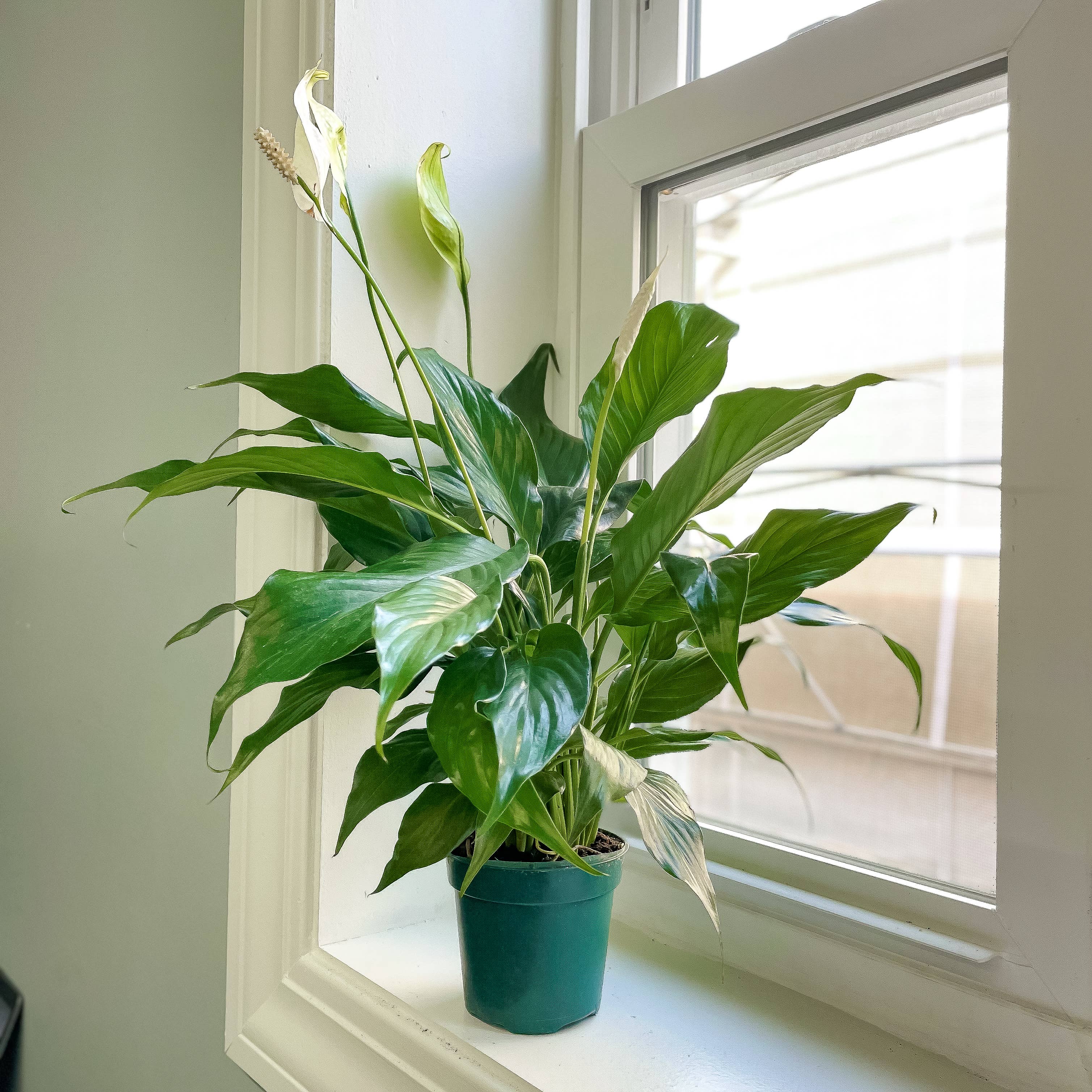 Thorsen's Greenhouse - Wholesale Live Plant - Peace Lily - Live Plant3