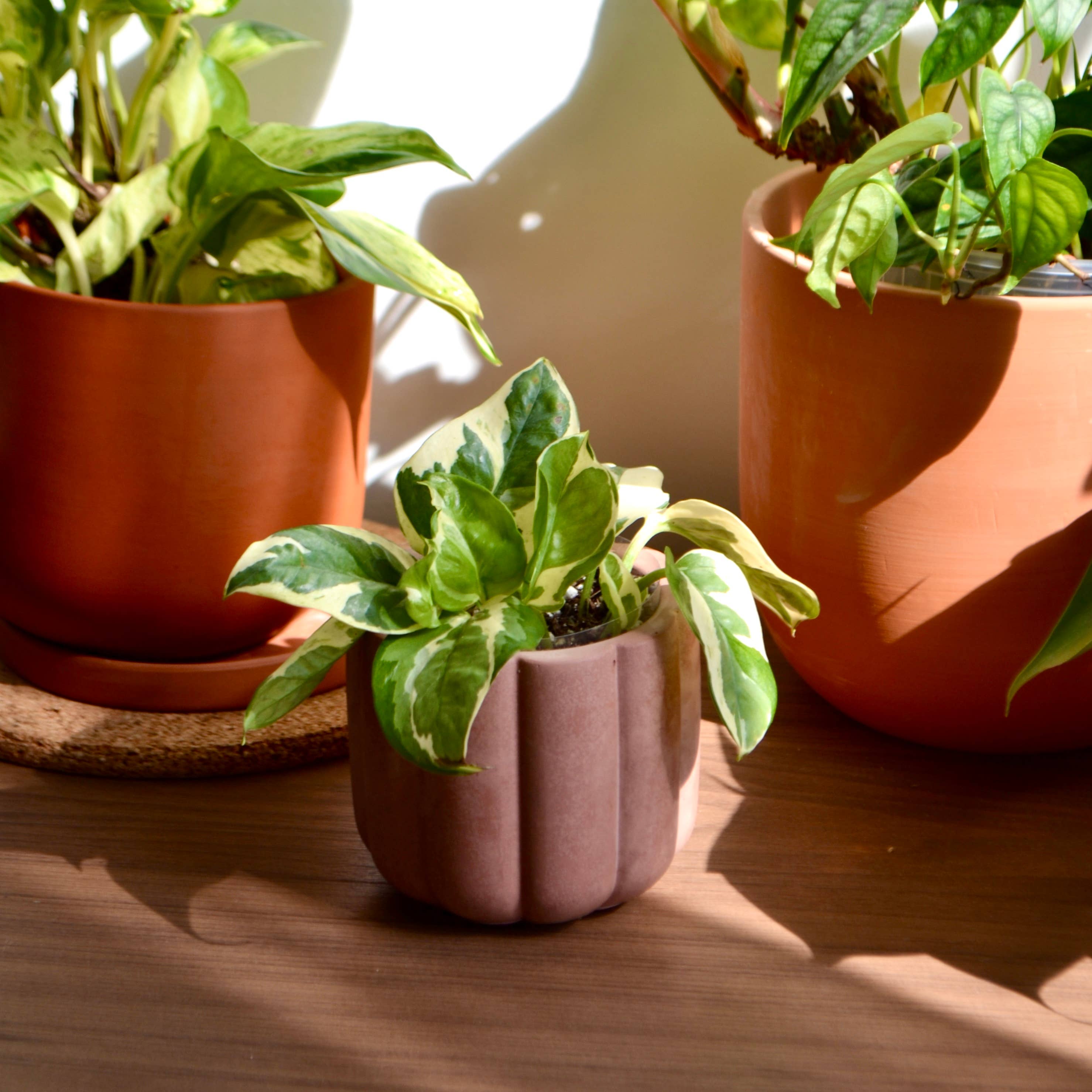 LindaMakess - Wholesale Plant Pot - Fluted cylinder planter6