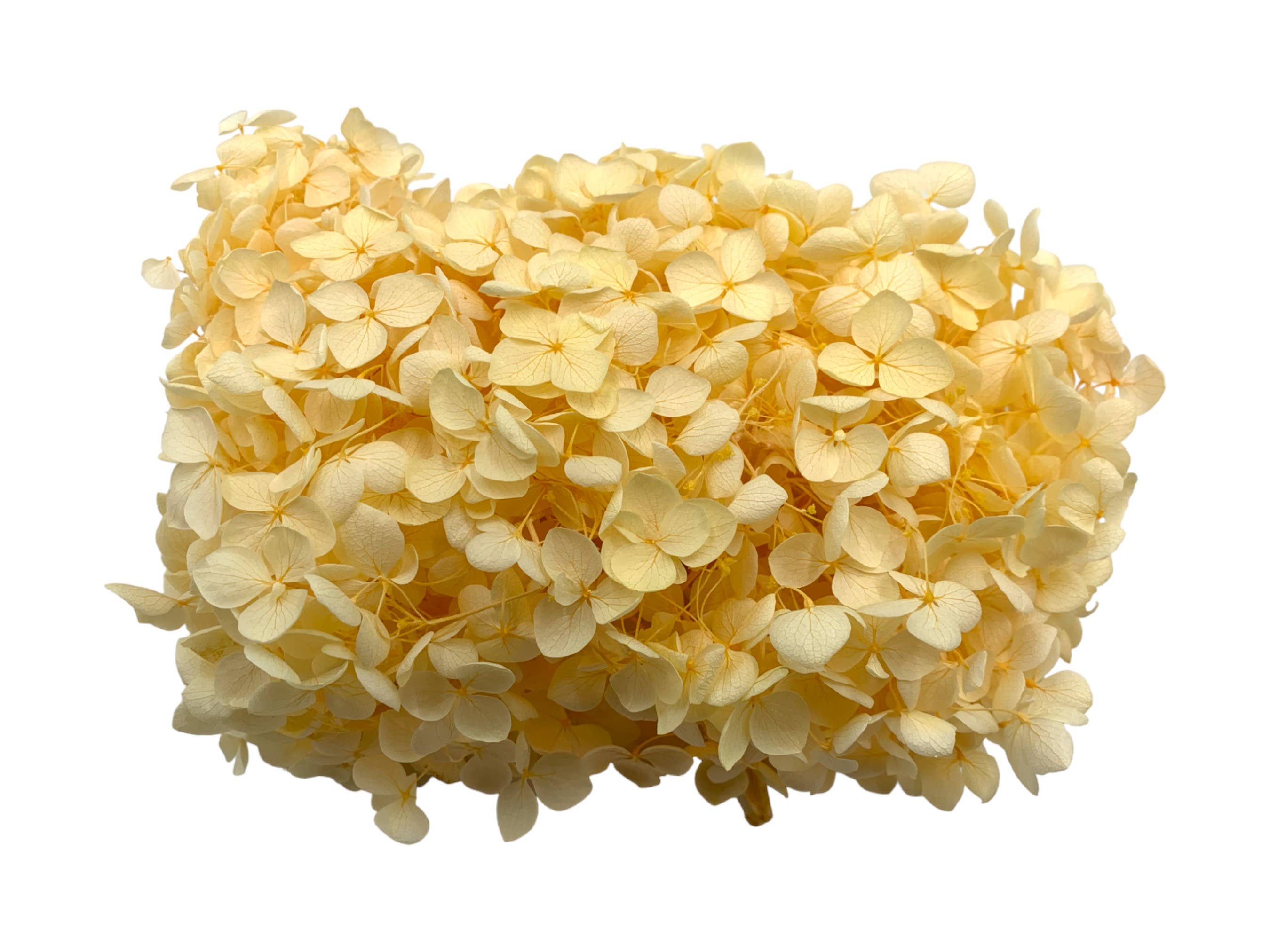 2626 Designs - Vente Fleur séchée/pressée - Boîte d'hortensias Anna préservés5