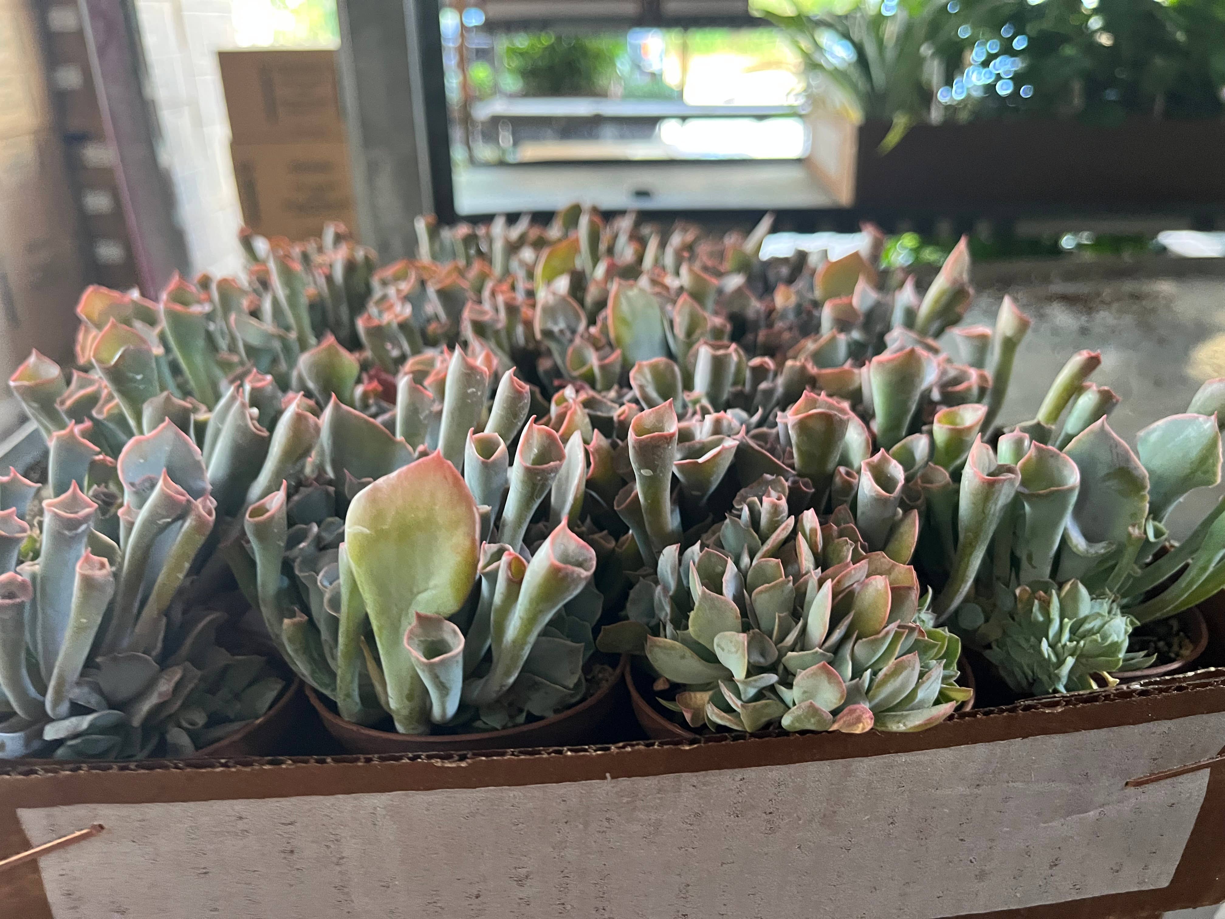 Succulents & Such, Inc. - Wholesale Live Plant -  2" Echeveria Pink Trumpet Live Plant 0