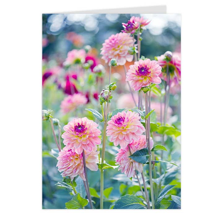 Vikbart "Dahlieglädje" för wholesale av paruspaper. nutzfeine papeterie