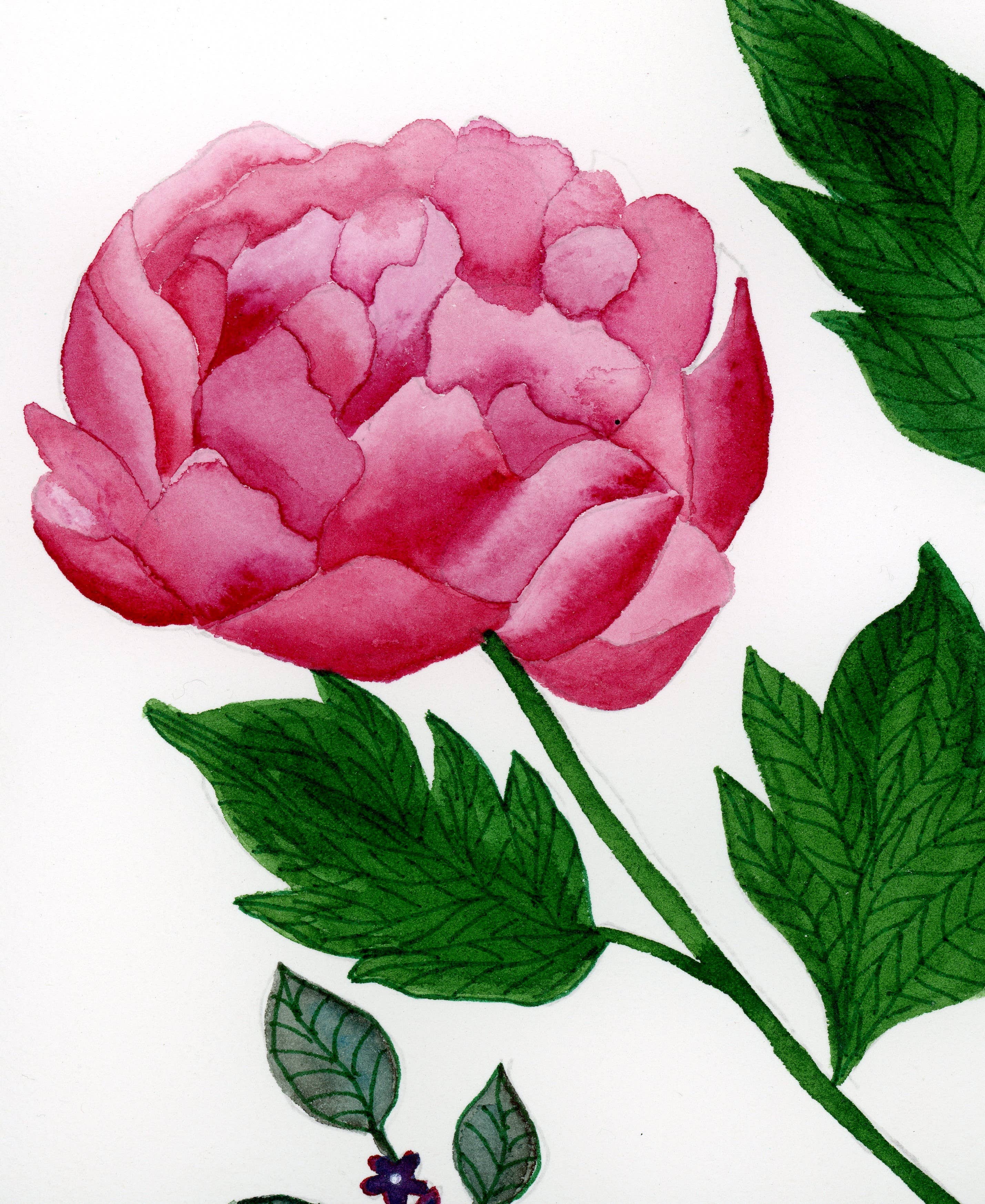 Jen Ray Studio - Wholesale Art Print - Botanical Watercolor Giclee Fine Art Print1