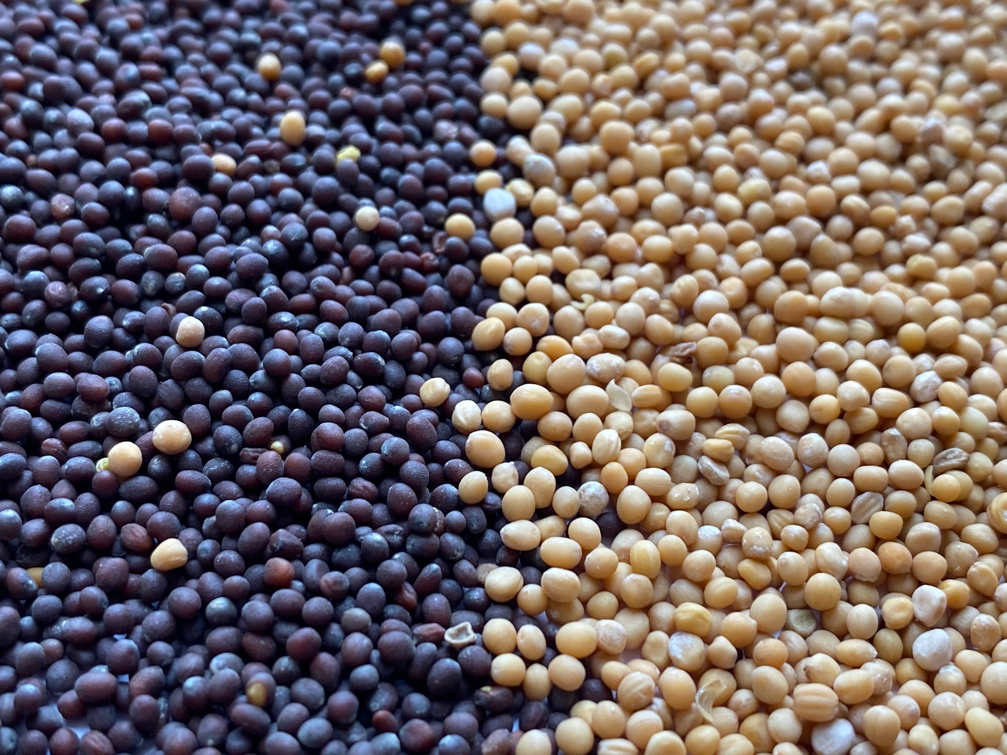 Spicewalla – Großhandel Gewürze – Senfkörner, gelb2