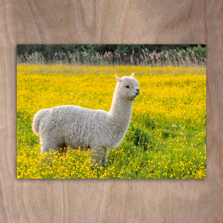 Ansichtkaart Eye0400 Alpaca Bruin voor wholesale door eye-comm