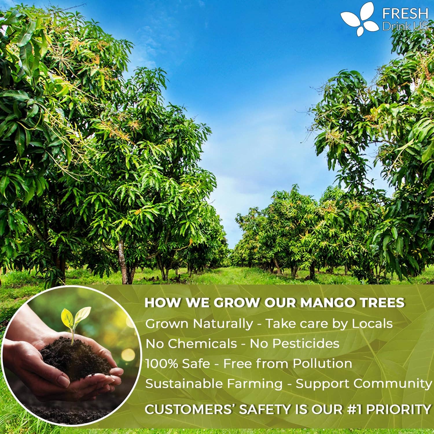 Naomi's Happy Place Shop - Wholesale Health/Detox Tea - Mango Leaf, Whole Dried Leaves, Tea Bags, Powder, 100% Natural & Pure from Mango Leaves. Mango Dried Leaves. Loose Leaf Mango Herbal Tea. Mango Leaf Tea. No Sugar, No Caffeine, No Gluten, Vegan.12