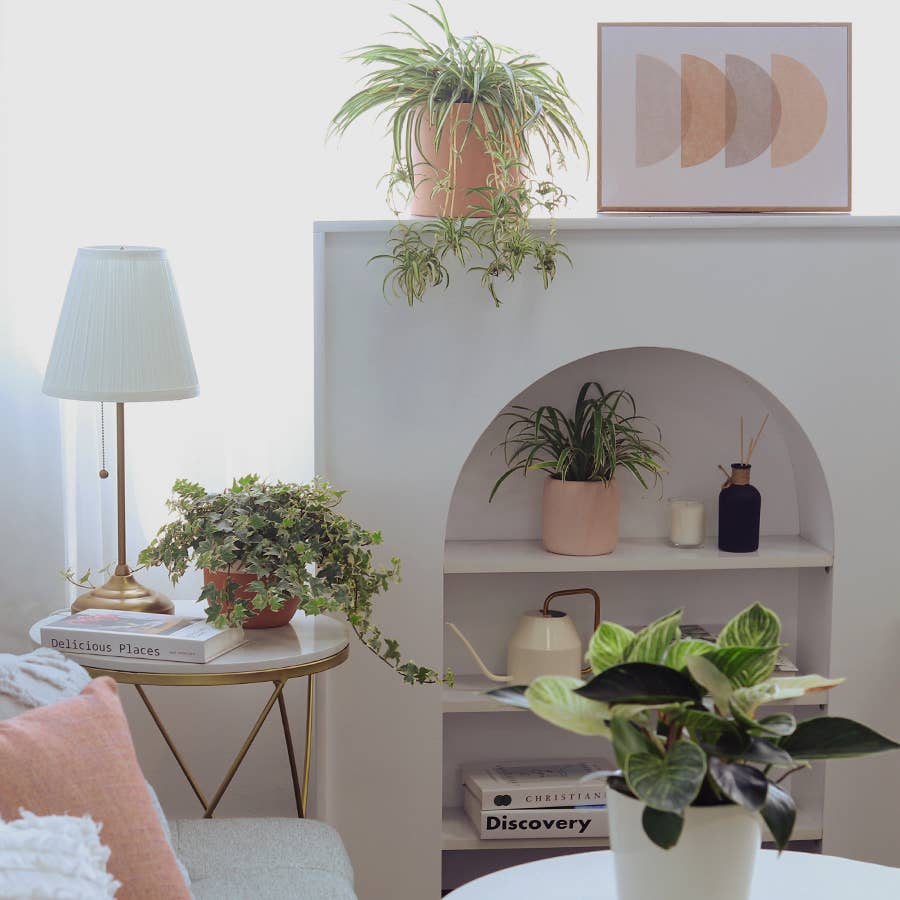 Best Plant Friend - Wholesale Live Plant - Golden English Ivy -  English Ivy Hanging Plants -  4 inch10