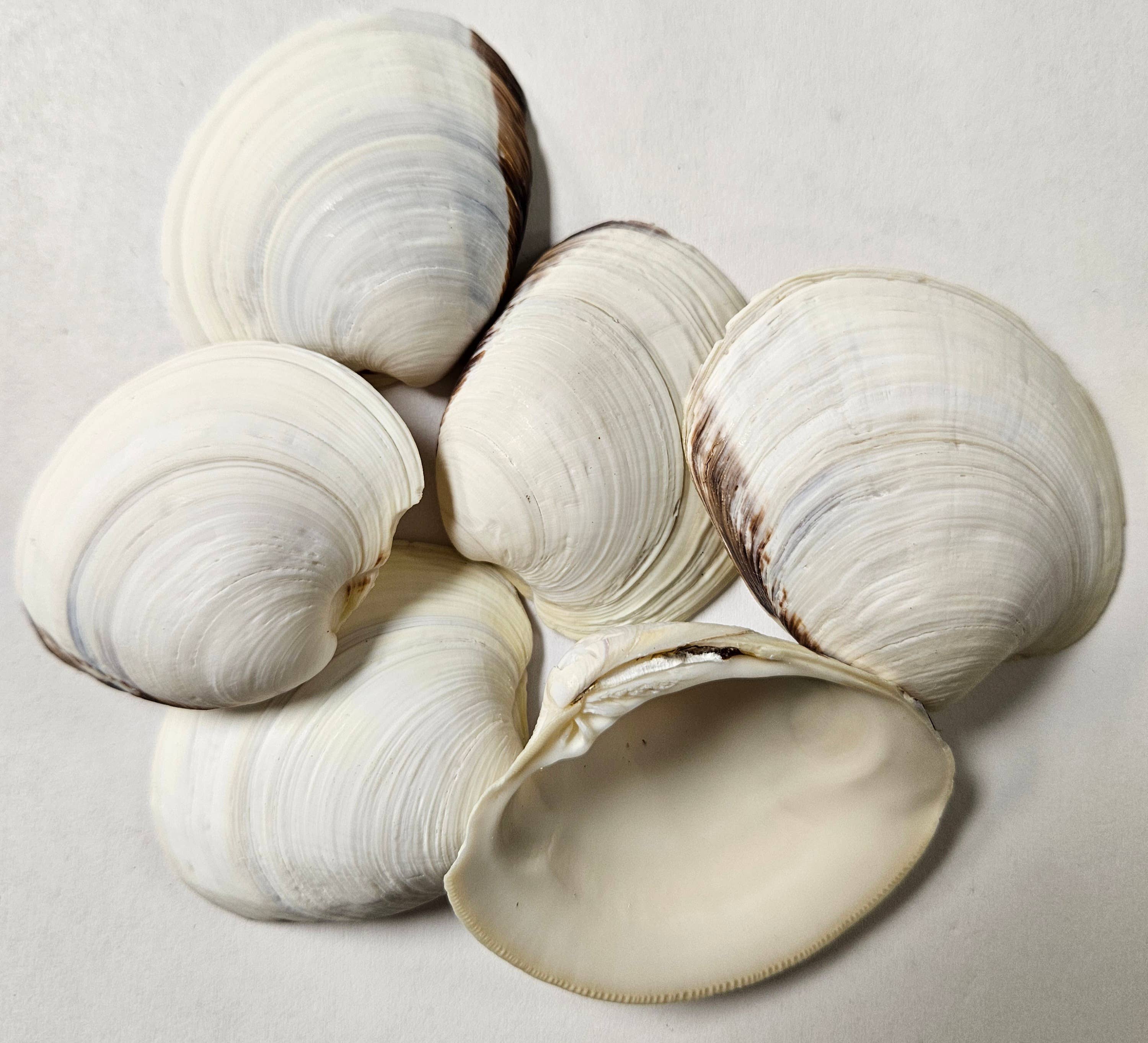 Darlene's Shells - Wholesale Ornament Set - FLORIDA BAY CLAM LARGE