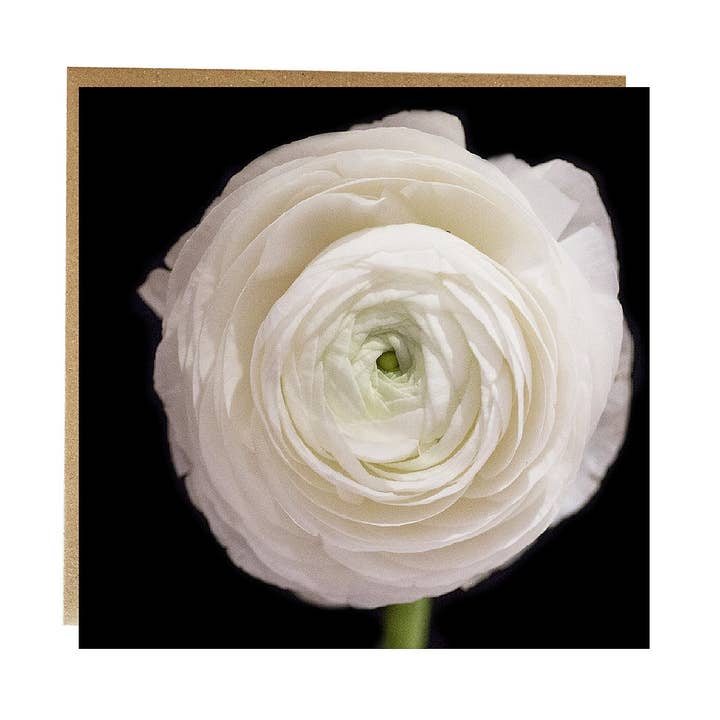 Biglietto di auguri bianco Ranunculus per la vendita all'ingrosso da parte di Alex Sharp
