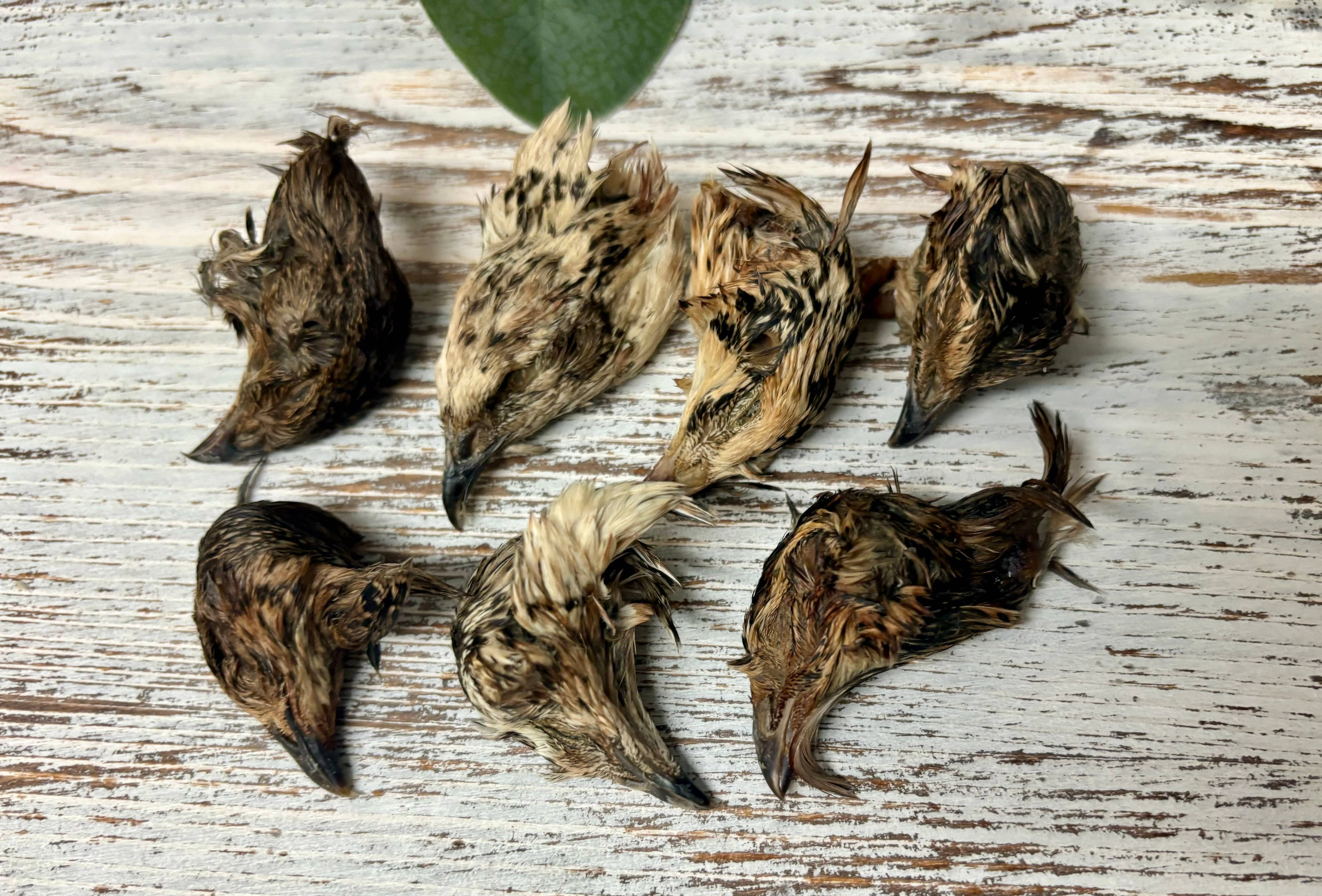 Rocky&Stella’s Treats - Wholesale Pet Treats - Dog - Bulk Dehydrated Quail Head1