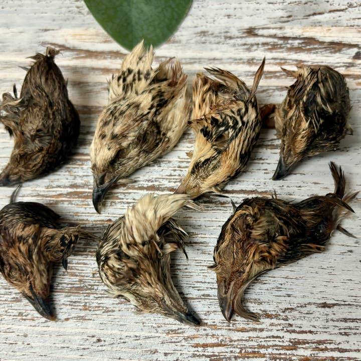 Rocky&Stella’s Treats - Wholesale Pet Treats - Dog - Bulk Dehydrated Quail Head1