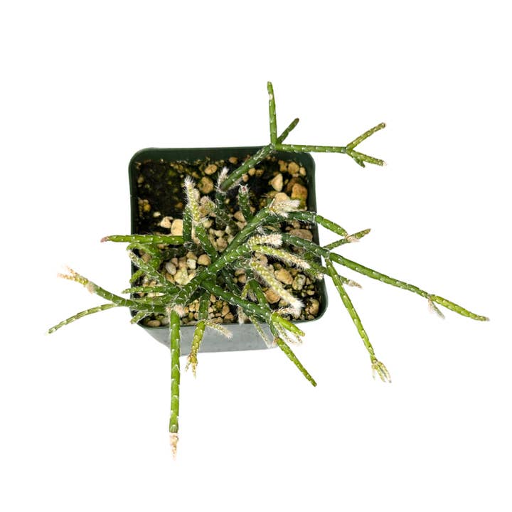 Flow State - Wholesale Live Plant - 4" Rhipsalis Pilocarpa - Coral Cactus - Wholesale Live Plant2