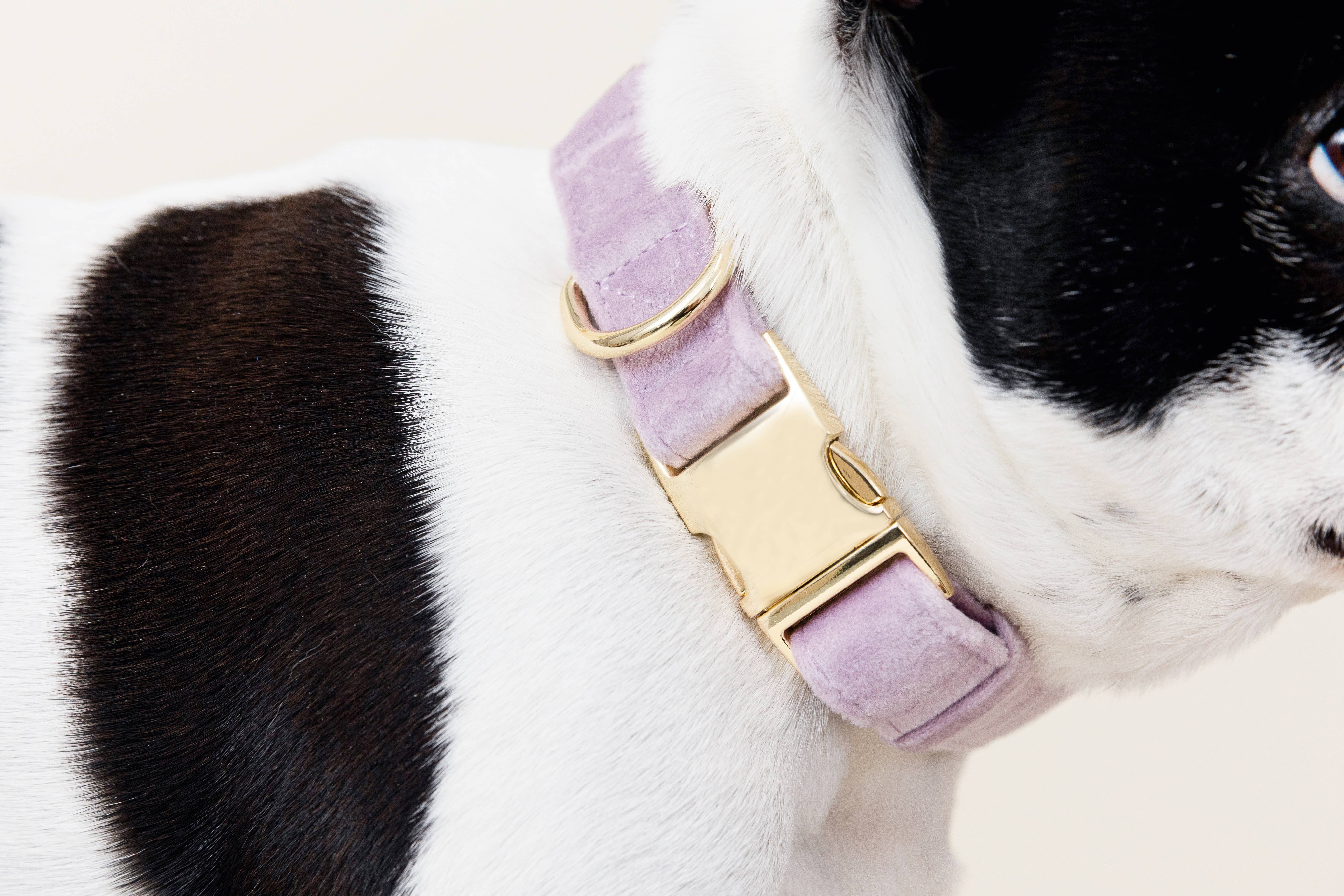 Pink Papyrus | Premium, Durable, & Stylish Dog Products - Wholesale Pet Collar - Dog - Billie Dog Collar | Lilac Dog Collar | Dog Collar3