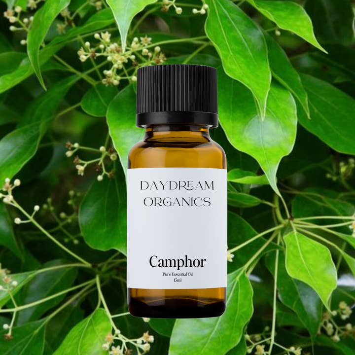 Daydream Organics | Prairie Doctor Brand - Wholesale Essential Oil - Camphor Essential Oil