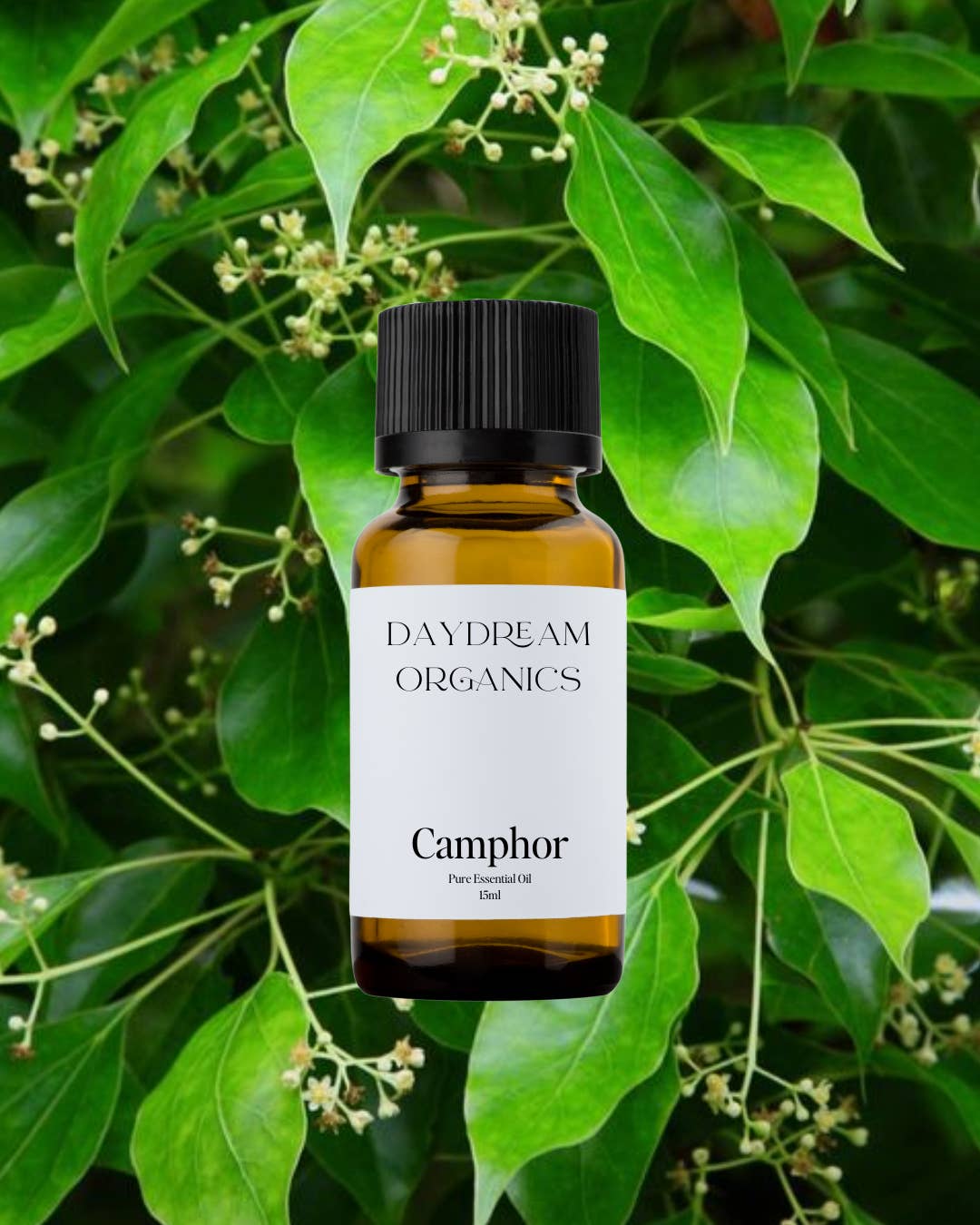 Daydream Organics | Prairie Doctor Brand - Wholesale Essential Oil - Camphor Essential Oil