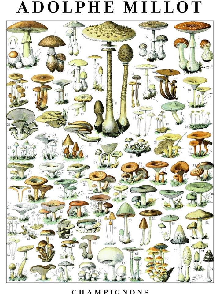 Mushrooms for wholesale by Animato