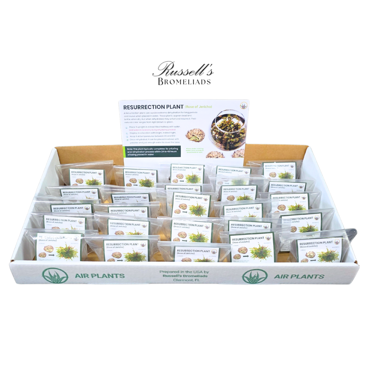Russell's Bromeliads - Wholesale Live Plant - Resurrection Plant Set in Display Case - Full Pack8