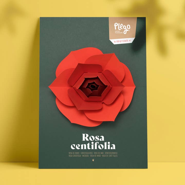 ROSA CENTIFOLIA – POP-UP Papierblume für den Großhandel von PLEGO