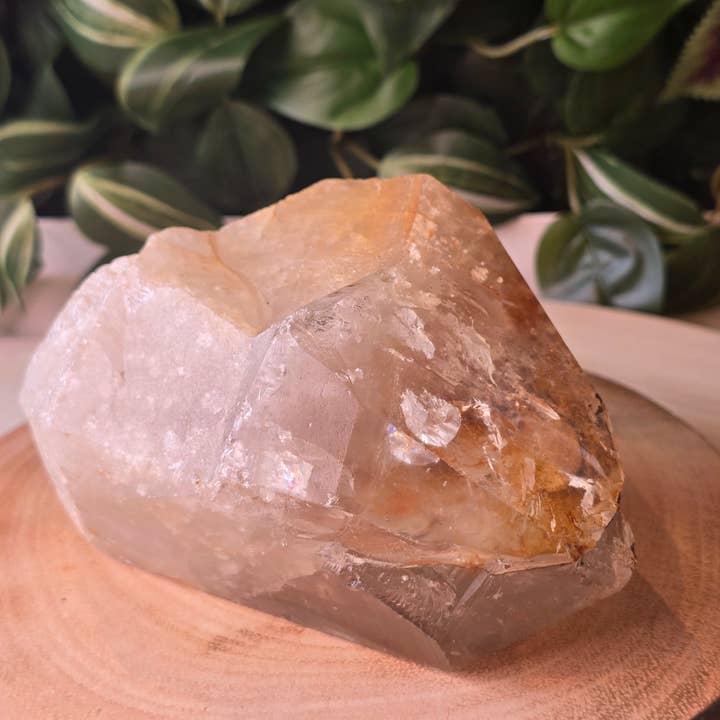Naturlig klar kvartsgrupp med Golden Healer - 1,49 kg för wholesale av Crystal Cove Minerals