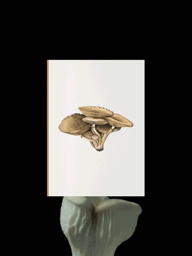 Fungi Journal Collection: Inocybe Pudica for wholesale by Paper Street