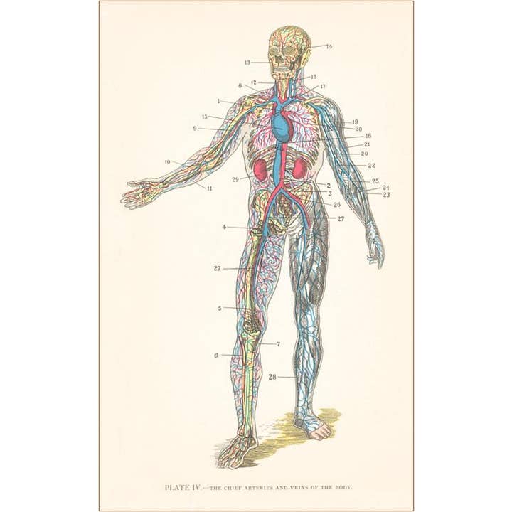 Kunstdruk AY-37 Bloedsomloopstelsel voor wholesale door Found Image Press