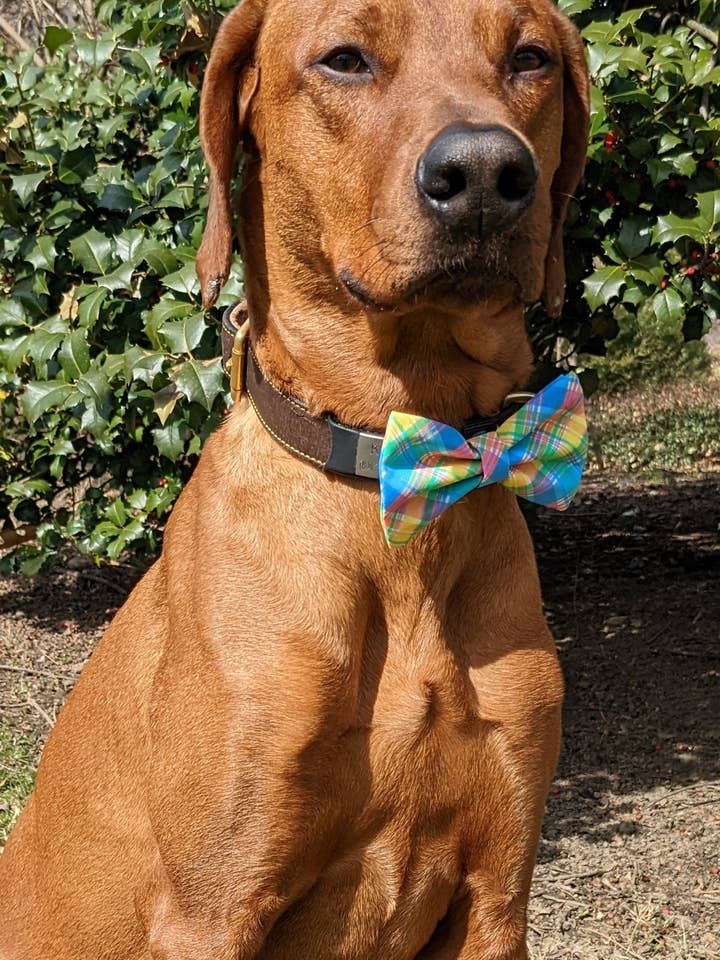 Pajarita cuadros primavera para venta al por mayor de Koa's Ruff Life