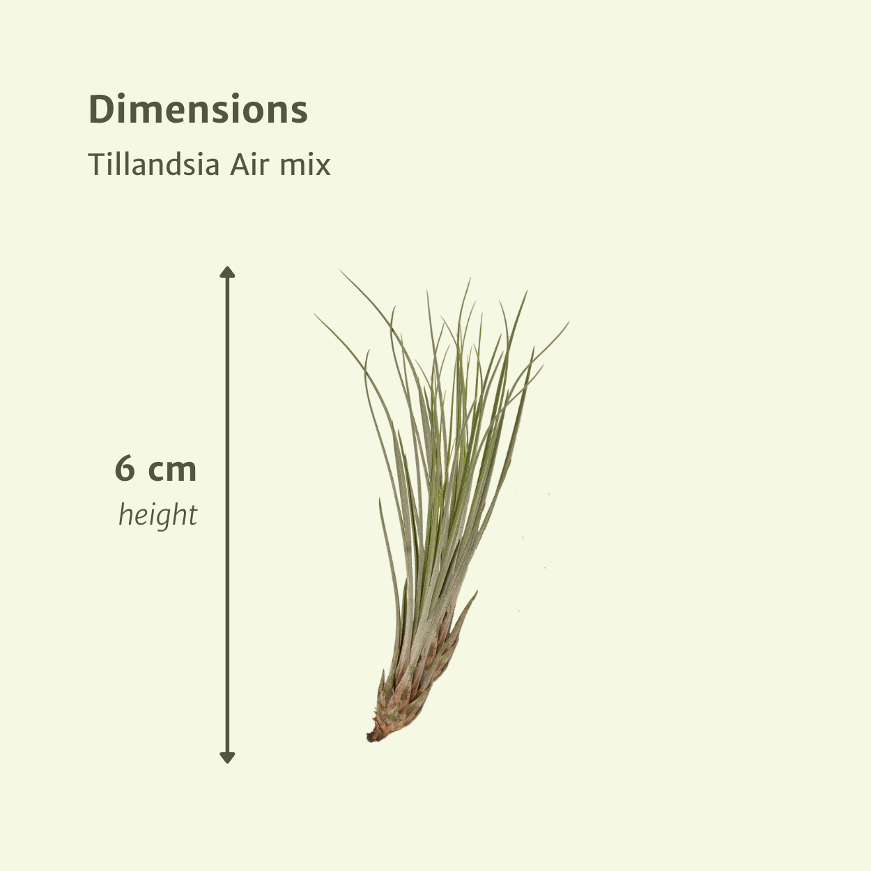 Oasis of Life – wholesale Live plant – Tillandsia Air Mix – 20 Pieces of Air Plants – Ø6cm – approx. 6cm high – Easy-care Tillandsia Mix – Soil-free & decorative – For creative home ideas3