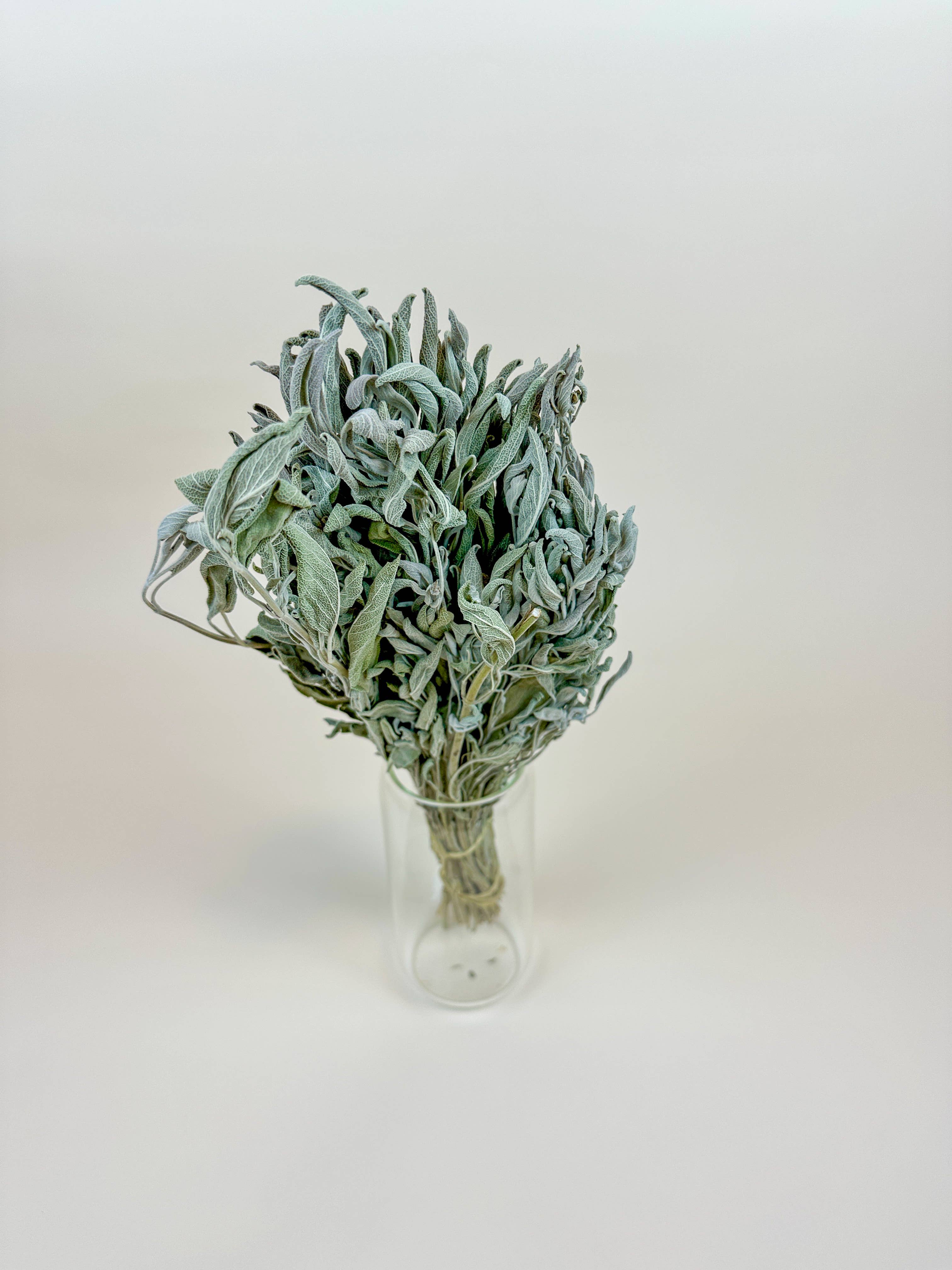 Lovejoy Farms Premium Dried Flowers - Wholesale Dried/Pressed Flowers - Sage – Naturally Dried Filler2