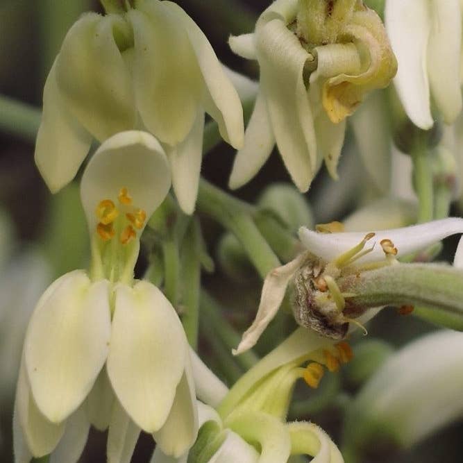 4E Cosmétique Bio - Wholesale Bath/Body Oil - Organic and Fair Trade Moringa Oil 1st Pressure 50ml1