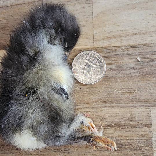 Frost Fang LLC - Wholesale Pet Treats - Dog - Dog Treat Freeze Dried Chicken - Baby (Chicks)3