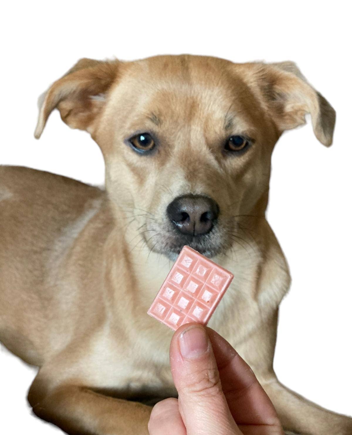 Manufaktur Sweet Crunchy Bit® Handmade DogFood 🐾 - Wholesale Pet Treats - Dog - Mini Schocko board1