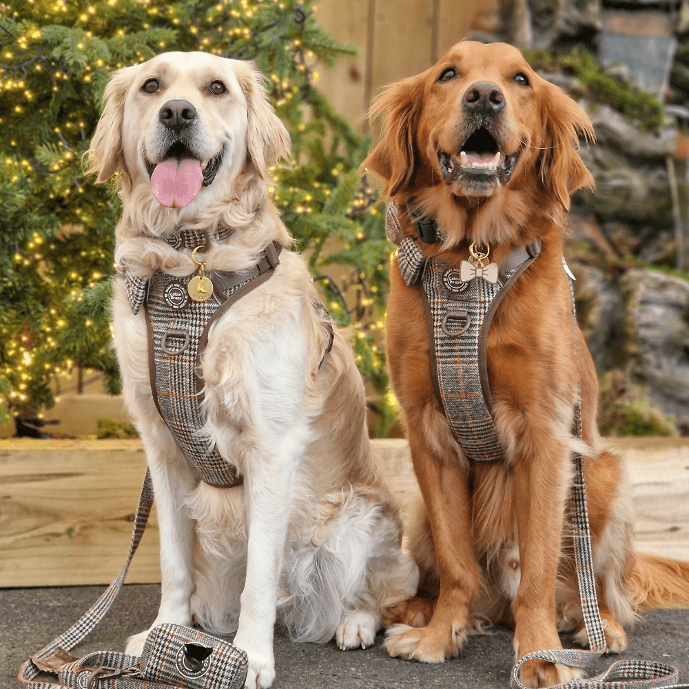 Bailey and Coco – wholesale Pet leash – Dog – Dog Lead 5ft - Colour Drops - Heritage Plaid9